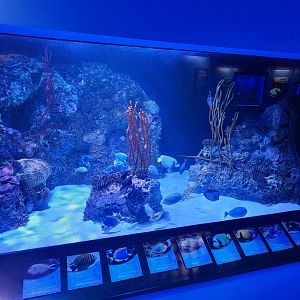 Mississippi Aquarium - Reef tank