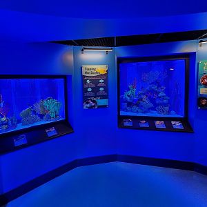 Mississippi Aquarium - Fish tanks