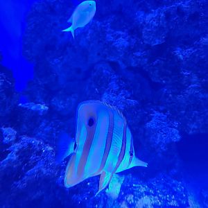 Mississippi Aquarium - Chelmon rostratus