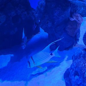 Mississippi Aquarium - Fish