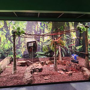 Mississippi Aquarium - Sloth & Armadillo exhibit