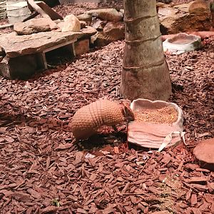 Mississippi Aquarium - Three-banded Armadillo