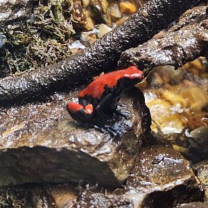 Mississippi Aquarium - Adelphobates galactonotus