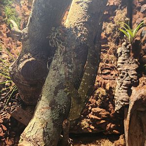Mississippi Aquarium - Rhacodactylus leachianus
