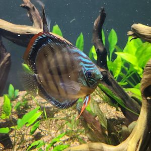Mississippi Aquarium - Discus