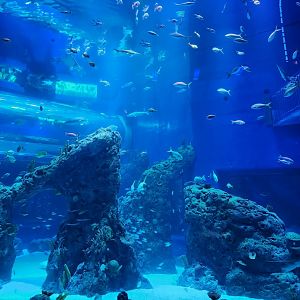 Mississippi Aquarium - Aquatic Wonders (main tank)