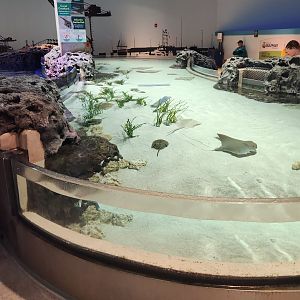 Mississippi Aquarium - Shark & ray touch tank