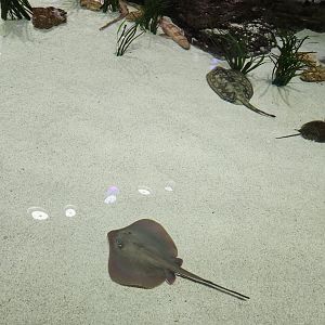 Mississippi Aquarium - Stingrays