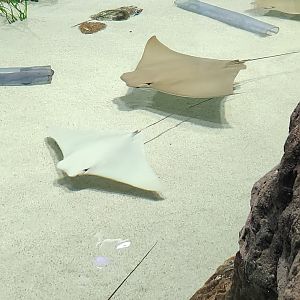 Mississippi Aquarium - Cownose Rays