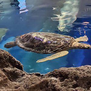 Mississippi Aquarium - Green Sea Turtle