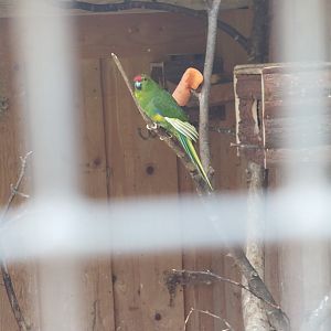 Which species of parrot is this