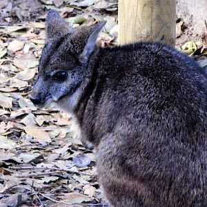 Parma Wallaby