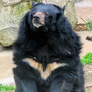 Asian Black Bear