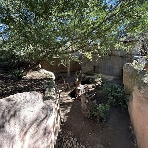 Naked-nosed Wombat Exhibit - Australian Outback