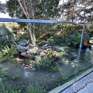 Tasmanian Devil Exhibit #1 - Australian Outback