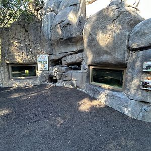 Tasmanian Devil Dens - Australian Outback