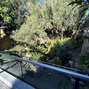 Tasmanian Devil Exhibit #2 - Australian Outback