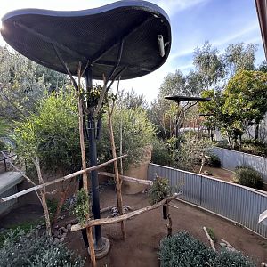 Several Koala Exhibits - Australian Outback