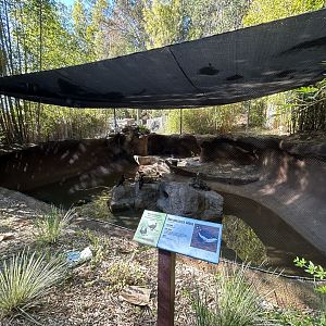Red-breasted Goose & White-headed Duck Exhibit - Bear Canyon