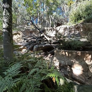 Sun Bear Exhibit - Sun Bear Forest