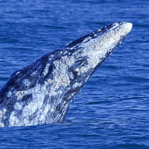 Gray Whale/ Eschrichtius robustus