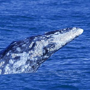 Gray Whale/ Eschrichtius robustus