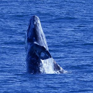 Gray Whale/ Eschrichtius robustus