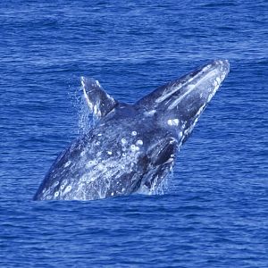 Gray Whale/ Eschrichtius robustus