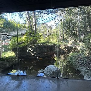 Angolan Colobus & Black Mangabey Exhibit - Sun Bear Forest
