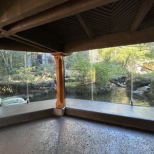 Media 'Angolan Colobus & Black Mangabey Exhibit - Sun Bear Forest' in category 'San Diego Zoo'