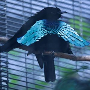 Greater Lophorina/ Lophorina superba