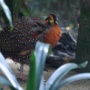Blyth's Tragopan/ Tragopan blythii