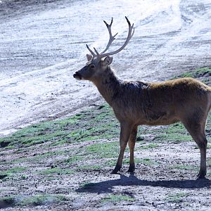 Barasingha/ Rucervus duvaucelii