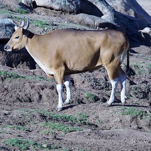 Banteng/ Bos javanicus