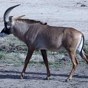 Angolan Roan Antelope/ Hippotragus equinus cottoni