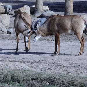 Angolan Roan Antelope/ Hippotragus equinus cottoni