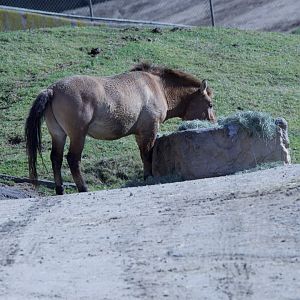 Przewalski's Horse/ Equus ferus przewalskii, first cloned individual Kurt