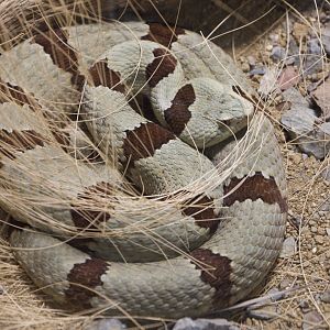 Banded Rock Rattlesnake/ Crotalus lepidus klauberi