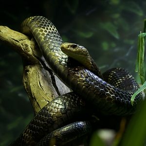 King Cobra/ Ophiophagus hannah