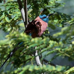Northern Carmine Bee Eater/ Merops nubicus