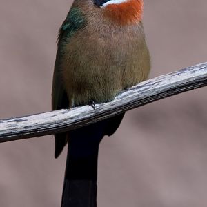 White-fronted Bee Eater/ Merops bullockoides