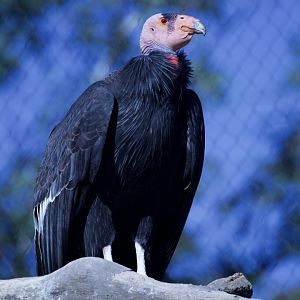 California Condor/ Gymnogyps californianus