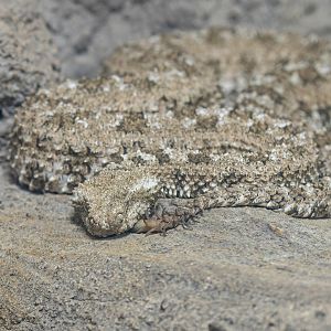 Pseudocerastes urarachnoides