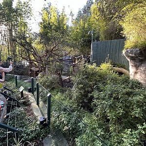 Red Panda Exhibit #2 - Asian Passage