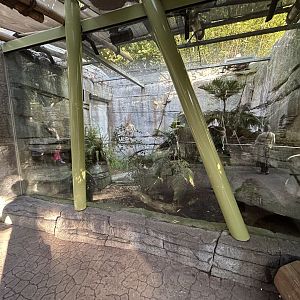 Manshang Mountain Viper Exhibit - Asian Passage