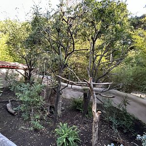 Red Panda Exhibit #1 - Asian Passage