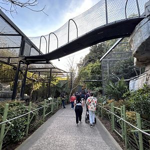 Asian Leopard Exhibits - Asian Passage