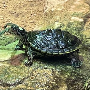 Turtle ID