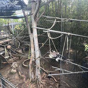 Colobus Monkey Exhibit