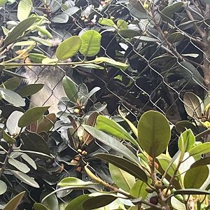 Wolf’s Guenon Monkey